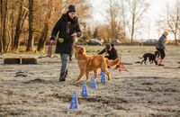 Caya - Hundeschule 15.1.2022